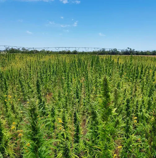 Legal Hemp Farms in Northern NSW: A Growing Industry