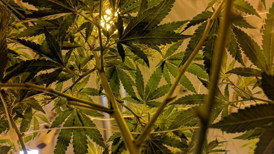 Environmental Impact of Cannabis Cultivation: Sustainable Practices for a Greener Future