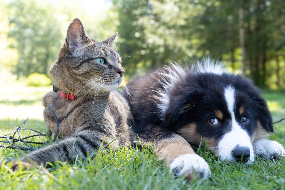 Pawsitive Effects: Exploring the Potential Benefits of CBD for Pets