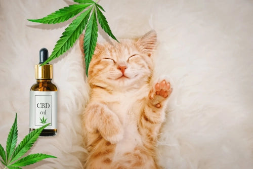 CBD for Cats: Unlocking Nature's Potential for Feline Well-Being