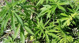 The Weed Raiders of Hunter Valley: A Forgotten Chapter in NSW Cannabis History