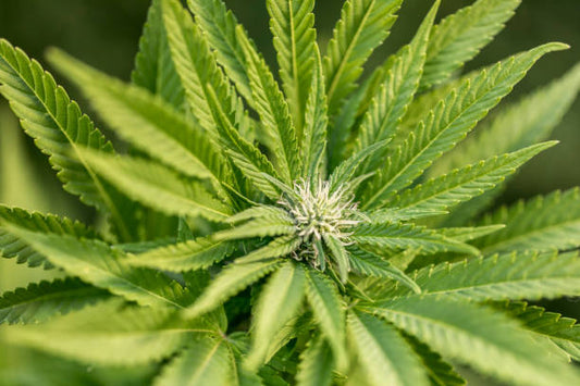 Cannabis Indica vs Sativa: Understanding the Differences