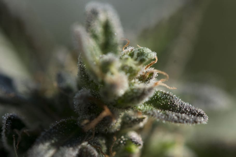 Everything You Need to Know About Trichomes