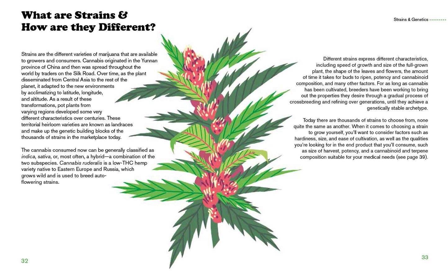 Cannabis: A Beginner's Guide to Growing Marijuana by Danny Danko