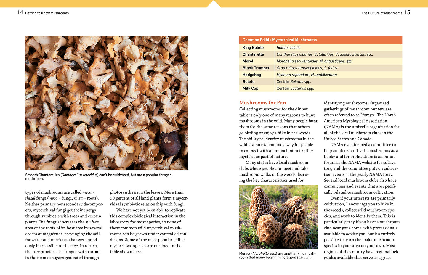 The Essential Guide to Cultivating Mushrooms by Stephen Russell