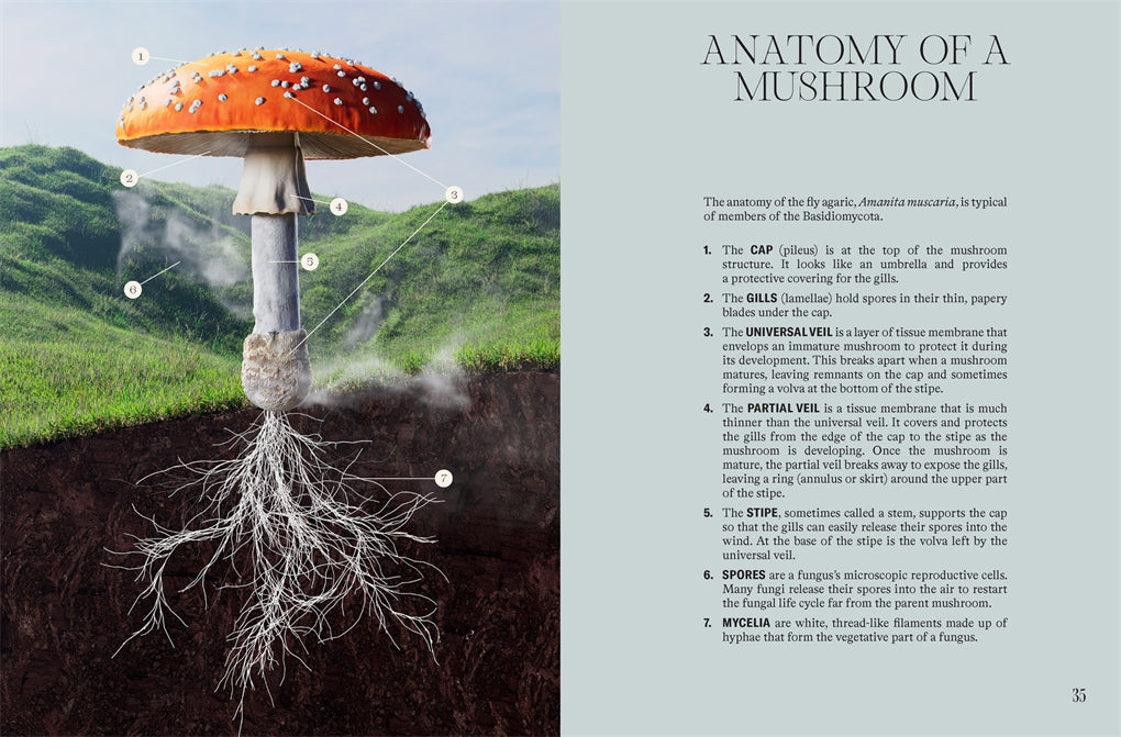 The Future is Fungi By: Michael Lim, Yun Shu