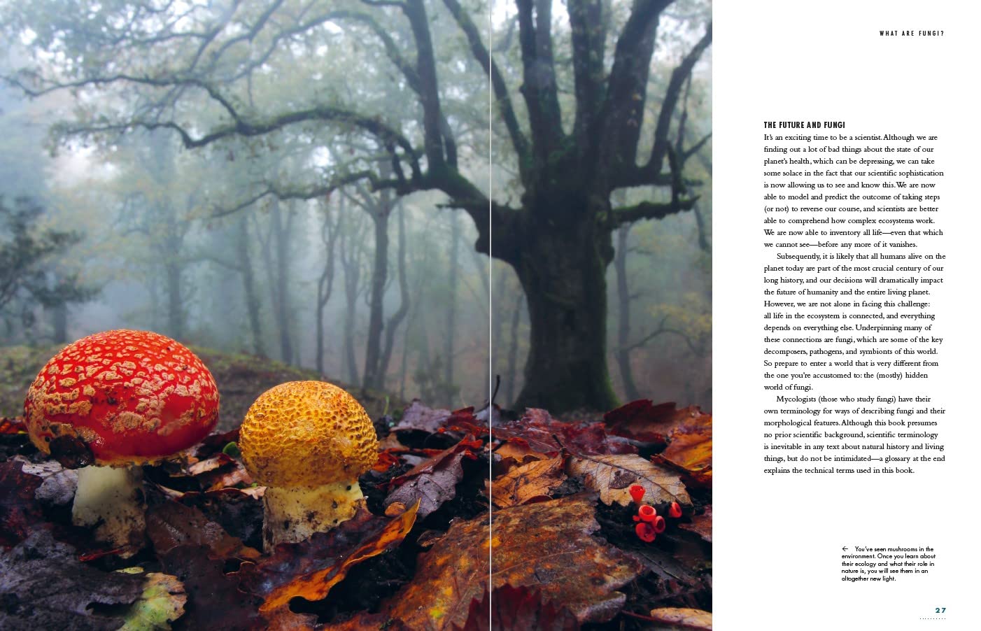 The Lives of Fungi: By Britt Bunyard