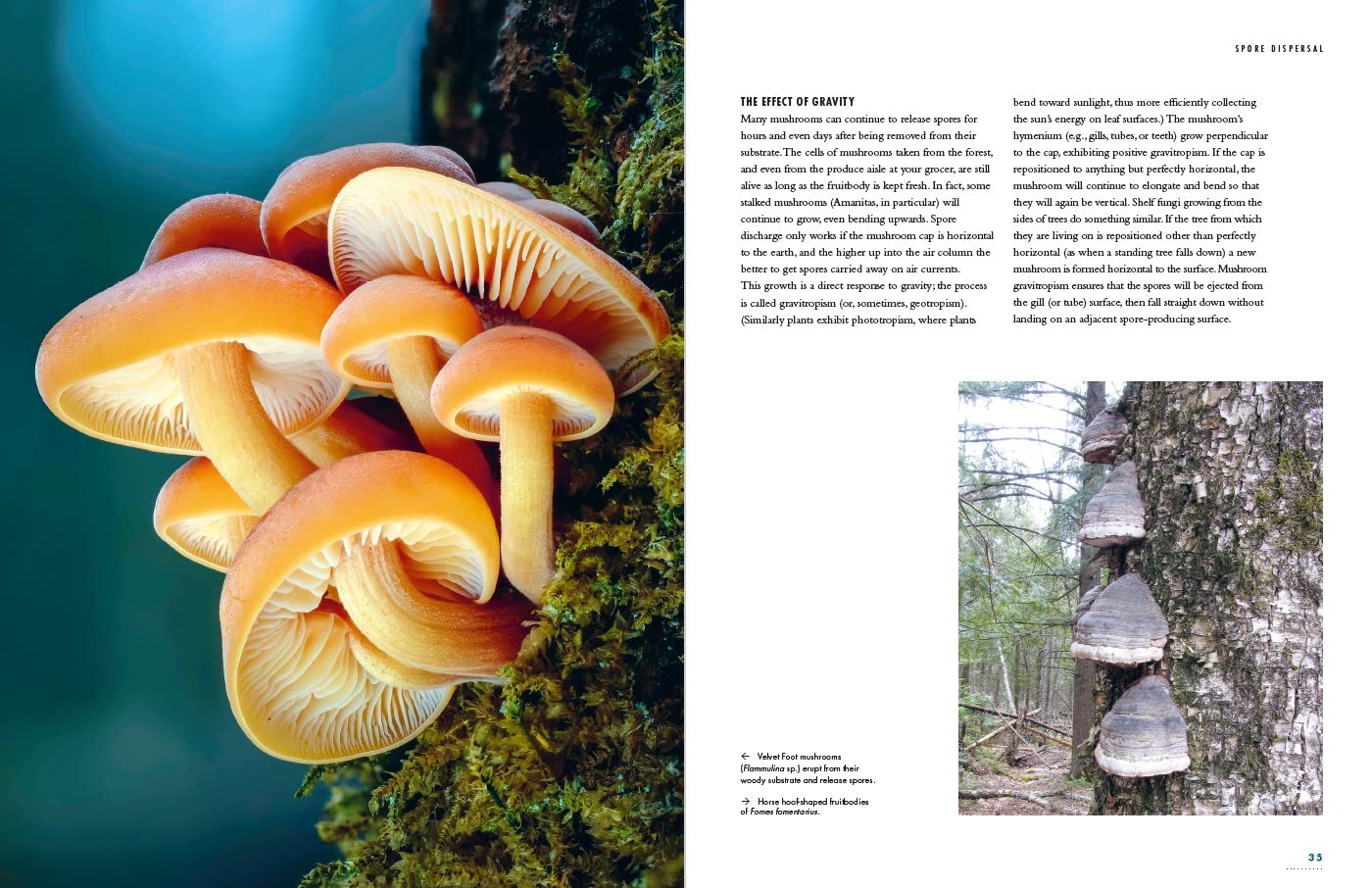 The Lives of Fungi: By Britt Bunyard