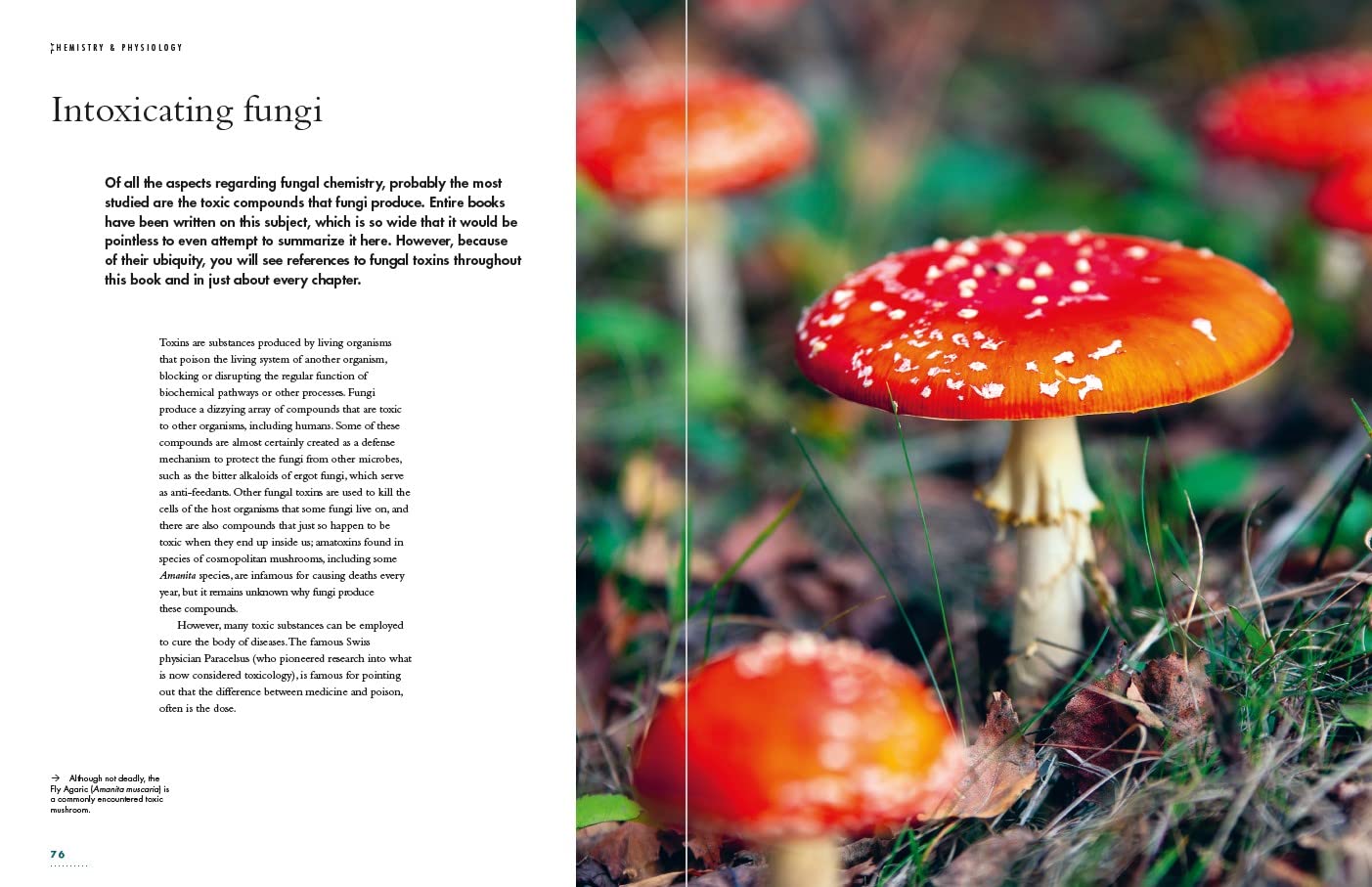 The Lives of Fungi: By Britt Bunyard